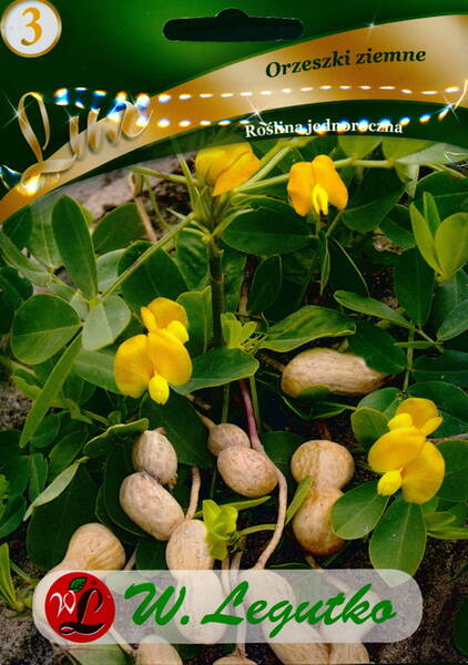 Арахис (земляной орех) Arachis hypogaea