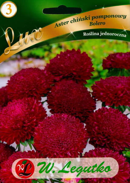 Aster "Bolero red"