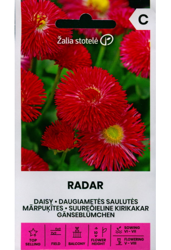 Common daisy "Radar" (bruisewort)