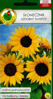 Sunflower "Sunspot"