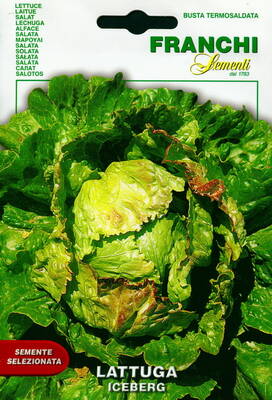 Lettuce "Iceberg"