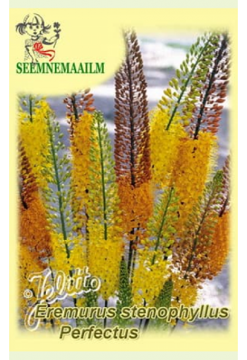 Foxtail Lily "Erfo hybrids" (Desert Candle)