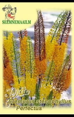 Foxtail Lily "Erfo hybrids" (Desert Candle)