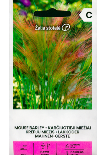 Foxtail barley "Magic salute" (squirrel tail-grass)