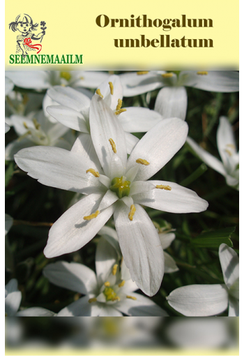  Grass lily (garden star-of-Bethlehem, nap-at-noon, eleven-o'clock lady)
