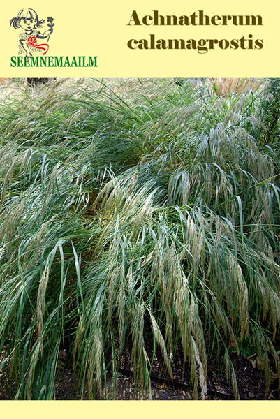 Чий вейниковый (серебристо-колосная трава, игольчатая трава) Achnatherum calamagrostis, Stipa calamogrostis