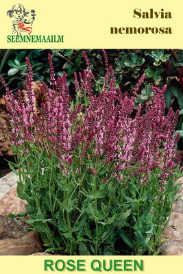 Metssalvei "Rose Queen" Salvia nemorosa