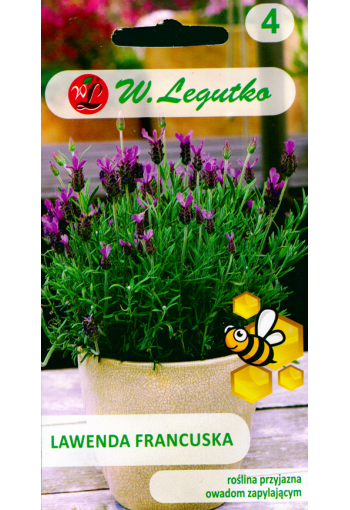 Fransk lavendel "Fragrant Butterfly" (​​​​​​​Skärmlavendel)