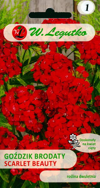 Sweet William "Scarlet Beauty"