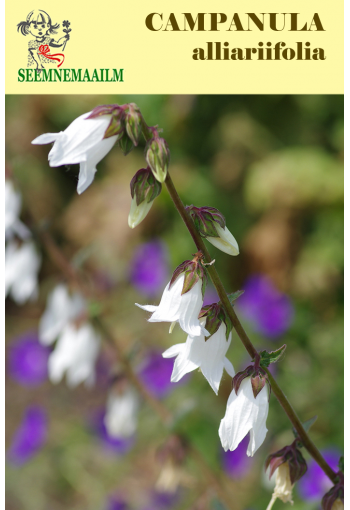 Ivory bells (white bellflower)