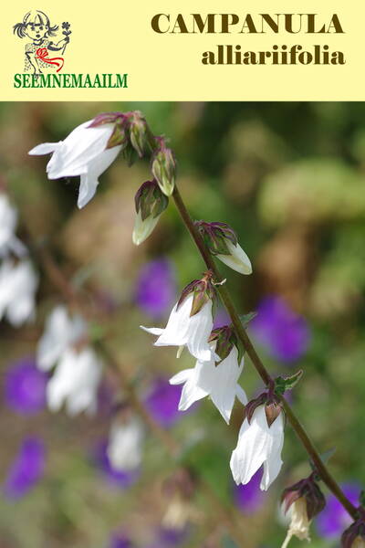 Ivory bells (white bellflower)