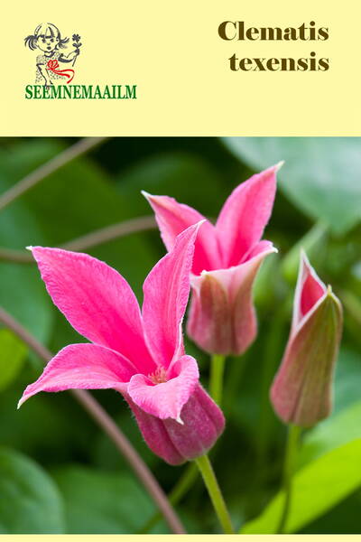 Scarlet leather flower (Texas clematis, Crimson clematis)