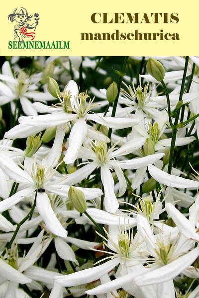 Upright virgin's bower (Flammula jovis)