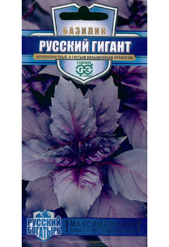 Basilika "Russian Giant Violet"