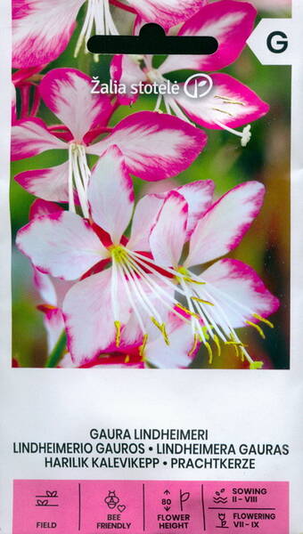 Gaura lindheimeri (Lindheimer's Beeblossom)