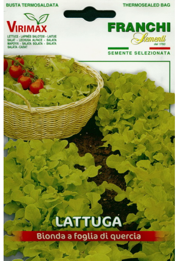 Lettuce "Bionda a foglia di quercia" (oakleaved)