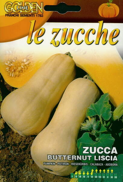 Musque pumpkin "Butternut Liscia"