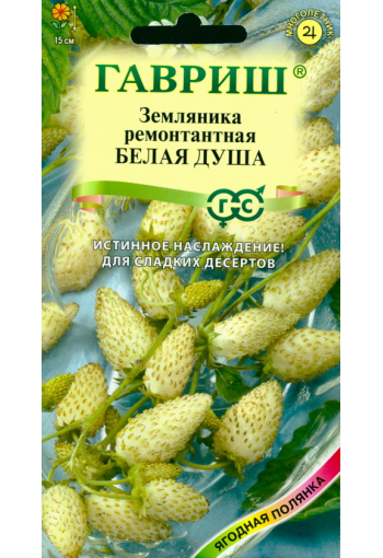Maasikas remontantne "Belaja Dusha"
