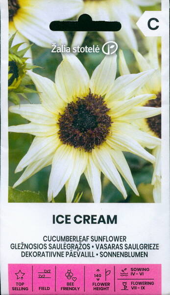 Beach sunflower "Ice Cream"