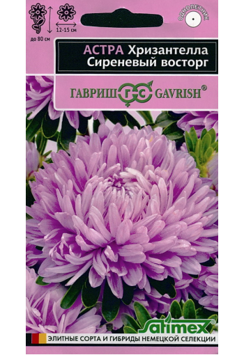 Aster Chrysantella "Lilac Delight"