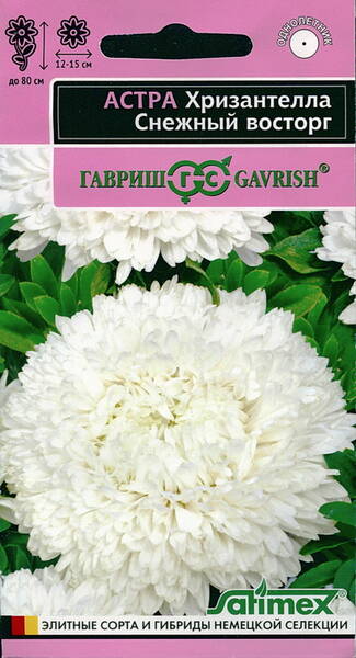 Aster Chrysantella "White Delight"