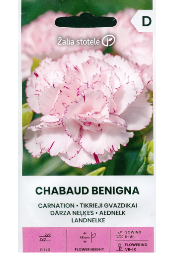 Carnation chabaud "Benigna" 