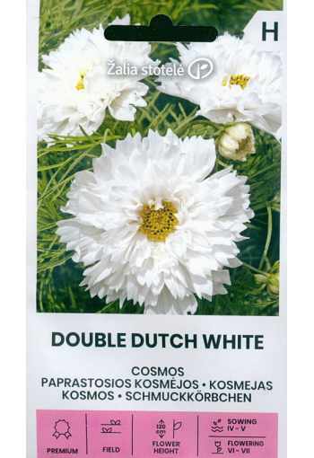 Punakosmoskukka "Double Dutch white"