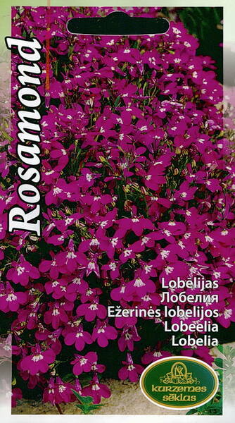 Sinilobelia "Rosamond"