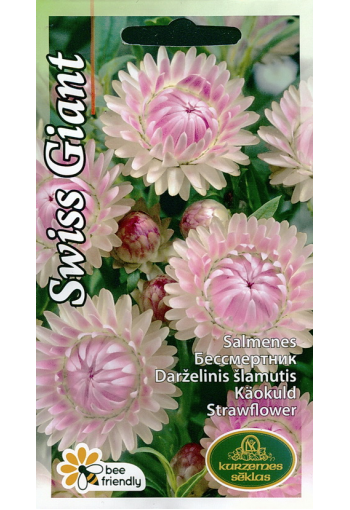 Bracted strawflower "Swiss Giant" (Everlasting Flower)