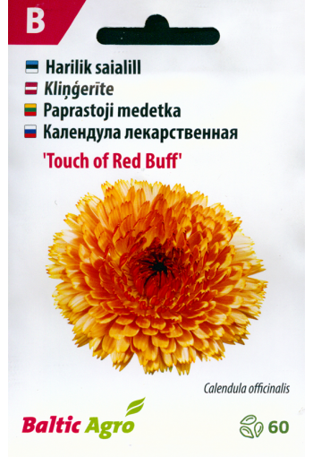 Calendula "Touch of Red Buff" (marigold)