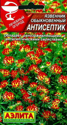 Язвенник обыкновенный "Антисептик" (Язвенник ранозаживляющий)