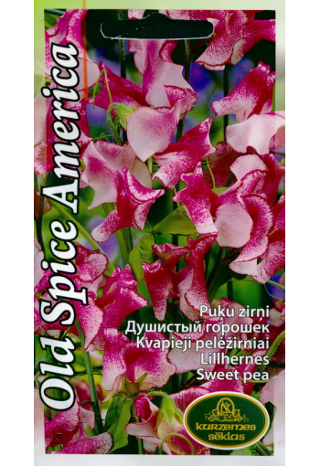 Sweet pea "Old Spice America"