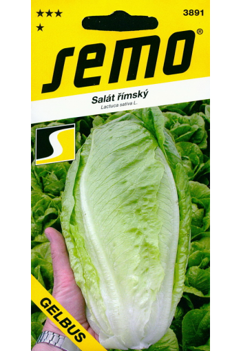 Roman lettuce "Gelbus" (Cos lettuce)