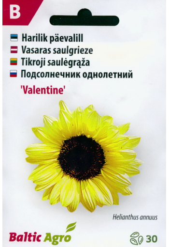 Sunflower "Valentine"