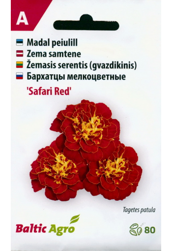 French marigold "Safari Red"