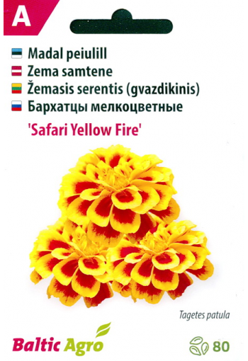 French marigold "Safari Yellow Fire"