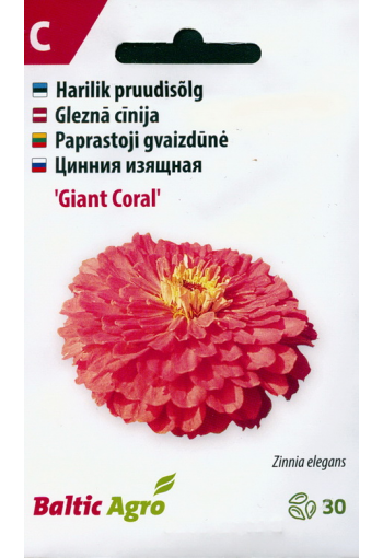 Tsinnia "Giant Coral" (oppineittenkukka)