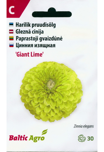 Tsinnia "Giant Lime" (oppineittenkukka)