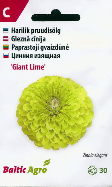 Tsinnia "Giant Lime" (oppineittenkukka)