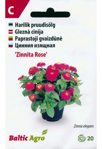 Tsinnia "Zinnita Rose" (oppineittenkukka)