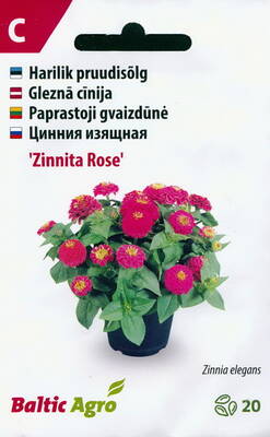 Zinnia "Zinnita Rose"