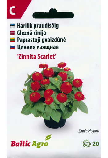 Tsinnia "Zinnita Scarlet" (oppineittenkukka)