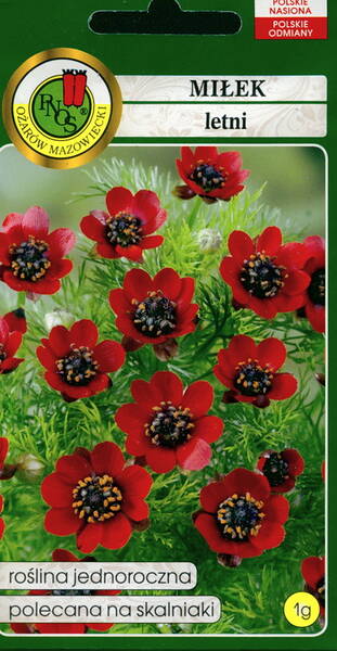 Adonis "Summer Love" (​​​​​​​Summer pheasants eye)