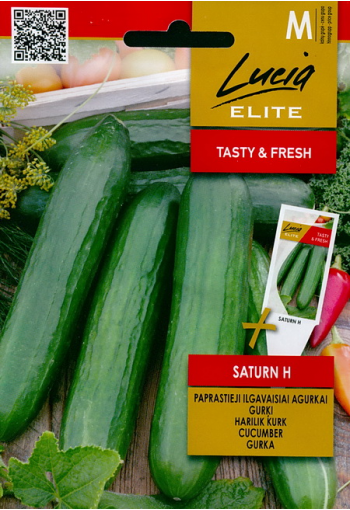 Salad cucumber "Saturn" F1