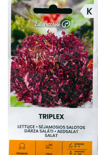 Frisee salaatti "Triplex"