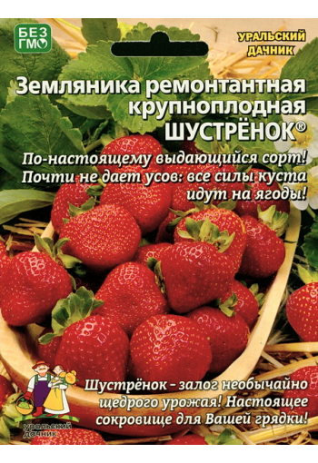 Garden strawberry "Shustrenok"