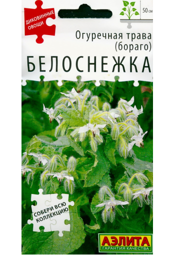 Burrage "Belosnezhka" (white borage)