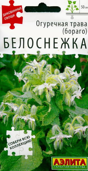 Burrage "Belosnezhka" (white borage)