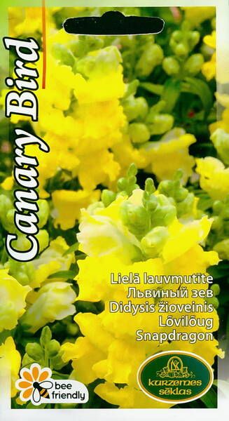 Snapdragon "Canary Bird" 