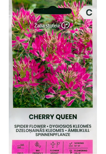 Spider flower "Cherry Queen" (Grandfathers Whiskers)